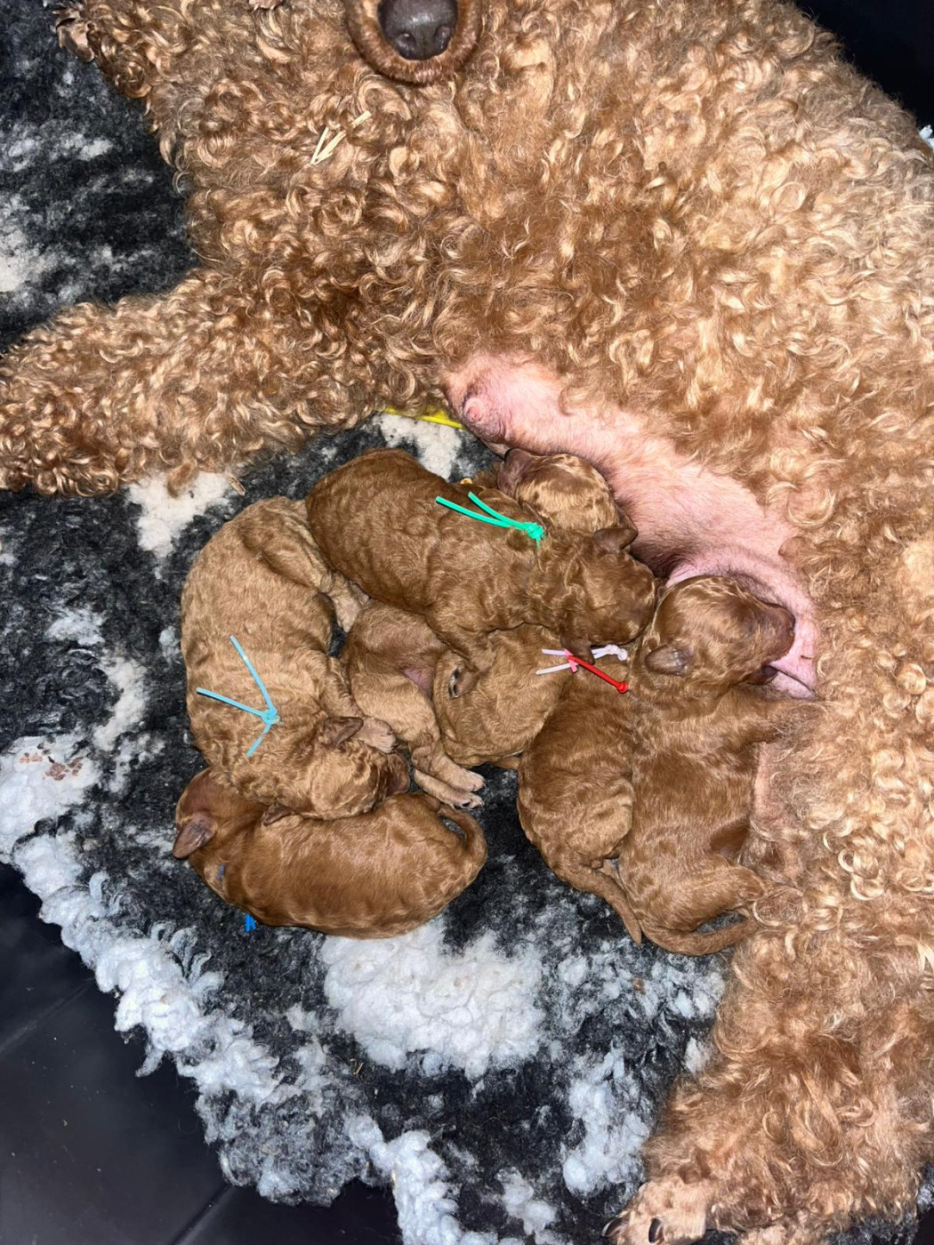 des Vallons de Haute Bretagne - Caniche - Portée née le 31/05/2026